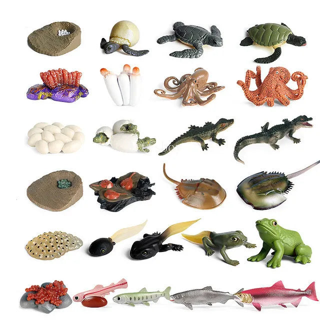 Baby Montessori Science Education Animals Insects Life Cycle Board Sets Lifestyles Stages Kids Tools Educational Open-Ended Toys