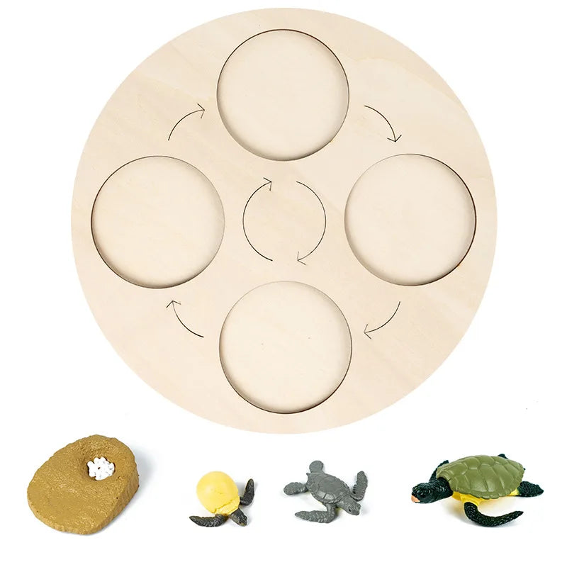 Baby Montessori Science Education Animals Insects Life Cycle Board Sets Lifestyles Stages Kids Tools Educational Open-Ended Toys