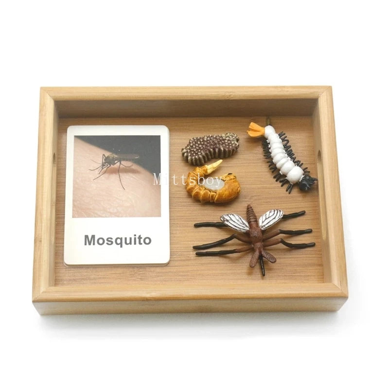 Baby Montessori Science Education Animals Insects Life Cycle Board Sets Lifestyles Stages Kids Tools Educational Open-Ended Toys