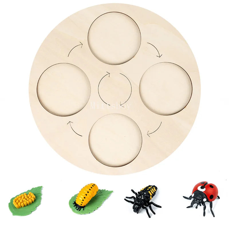 Baby Montessori Science Education Animals Insects Life Cycle Board Sets Lifestyles Stages Kids Tools Educational Open-Ended Toys