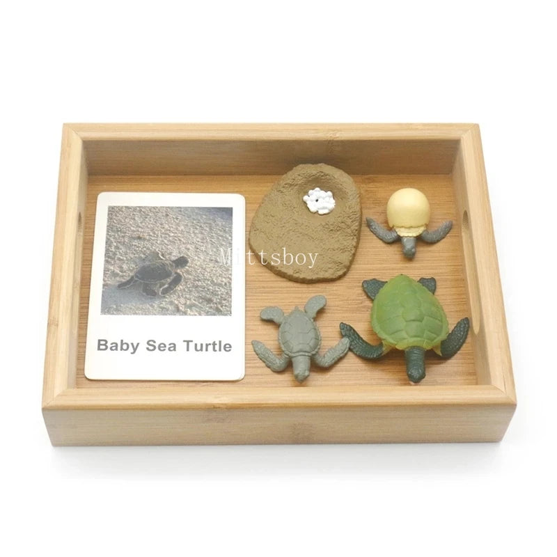 Baby Montessori Science Education Animals Insects Life Cycle Board Sets Lifestyles Stages Kids Tools Educational Open-Ended Toys