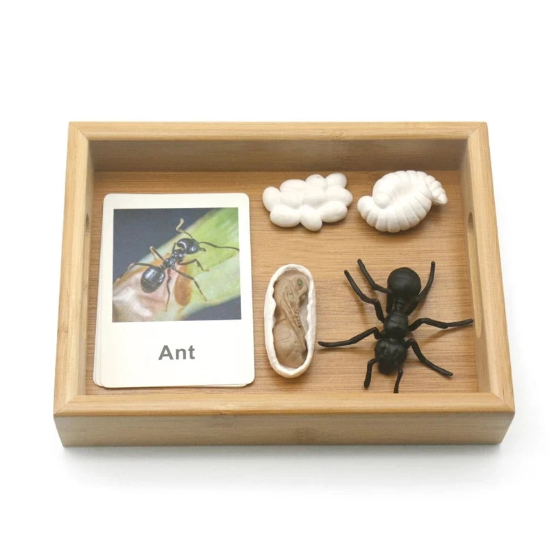 Baby Montessori Science Education Animals Insects Life Cycle Board Sets Lifestyles Stages Kids Tools Educational Open-Ended Toys