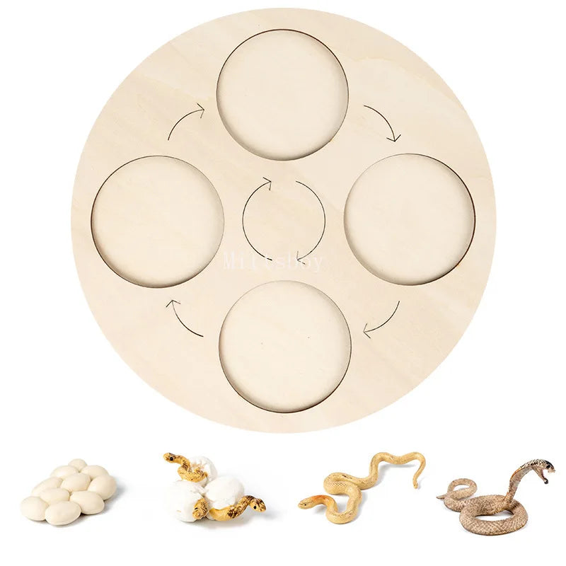Baby Montessori Science Education Animals Insects Life Cycle Board Sets Lifestyles Stages Kids Tools Educational Open-Ended Toys