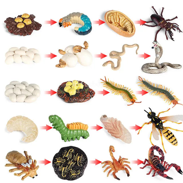 Baby Montessori Science Education Animals Insects Life Cycle Board Sets Lifestyles Stages Kids Tools Educational Open-Ended Toys
