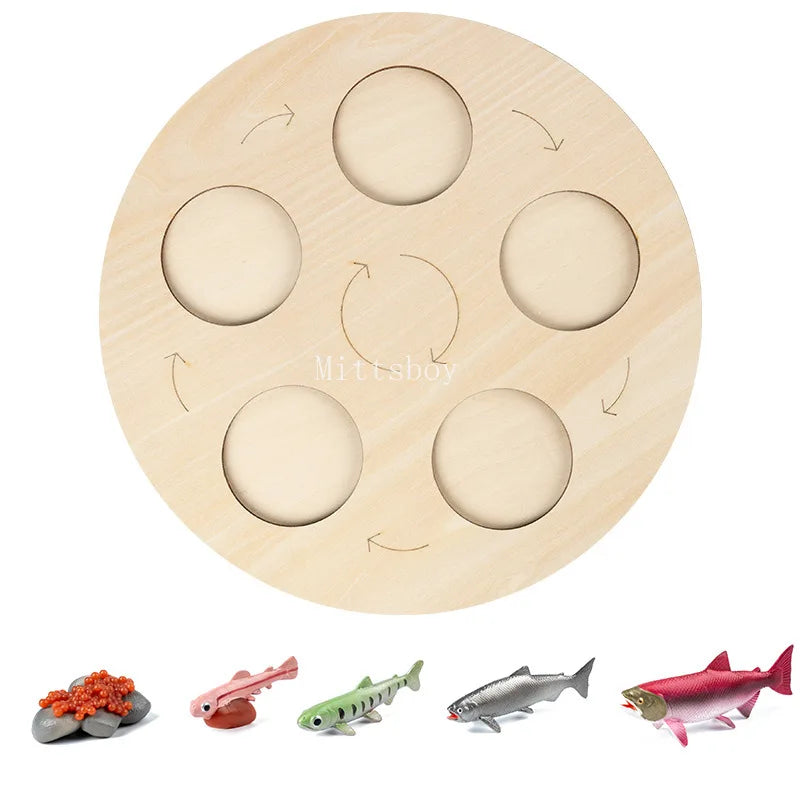 Baby Montessori Science Education Animals Insects Life Cycle Board Sets Lifestyles Stages Kids Tools Educational Open-Ended Toys