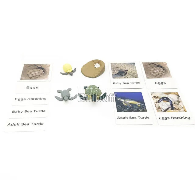 Baby Montessori Science Education Animals Insects Life Cycle Board Sets Lifestyles Stages Kids Tools Educational Open-Ended Toys