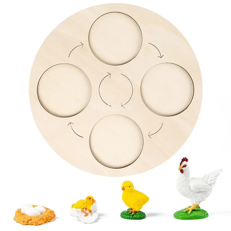 Baby Montessori Science Education Animals Insects Life Cycle Board Sets Lifestyles Stages Kids Tools Educational Open-Ended Toys