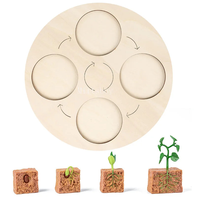 Baby Montessori Science Education Animals Insects Life Cycle Board Sets Lifestyles Stages Kids Tools Educational Open-Ended Toys
