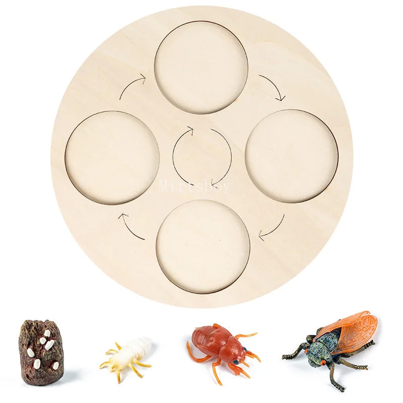 Baby Montessori Science Education Animals Insects Life Cycle Board Sets Lifestyles Stages Kids Tools Educational Open-Ended Toys