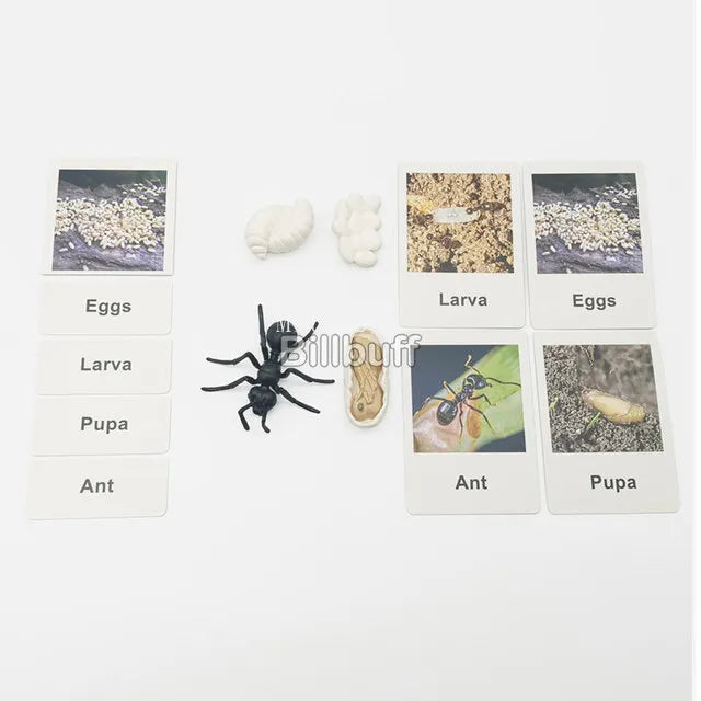 Baby Montessori Science Education Animals Insects Life Cycle Board Sets Lifestyles Stages Kids Tools Educational Open-Ended Toys
