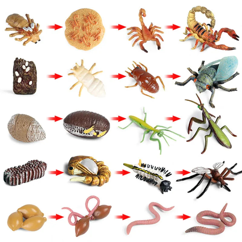 Baby Montessori Science Education Animals Insects Life Cycle Board Sets Lifestyles Stages Kids Tools Educational Open-Ended Toys