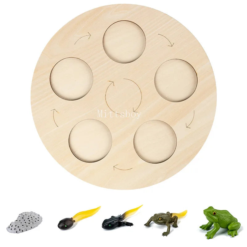 Baby Montessori Science Education Animals Insects Life Cycle Board Sets Lifestyles Stages Kids Tools Educational Open-Ended Toys