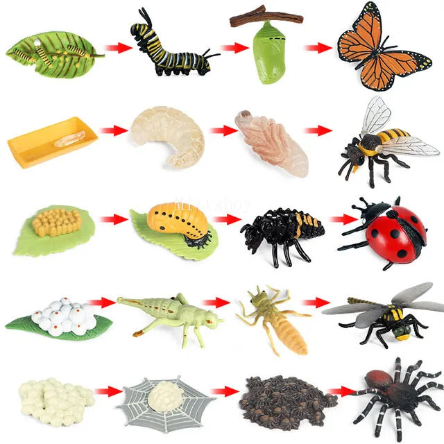Baby Montessori Science Education Animals Insects Life Cycle Board Sets Lifestyles Stages Kids Tools Educational Open-Ended Toys