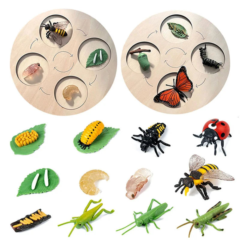 Baby Montessori Science Education Animals Insects Life Cycle Board Sets Lifestyles Stages Kids Tools Educational Open-Ended Toys