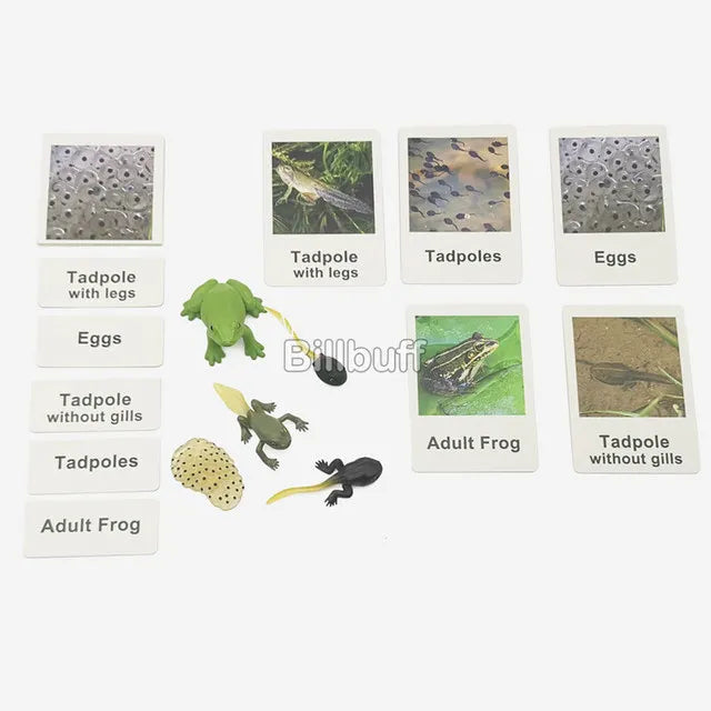 Baby Montessori Science Education Animals Insects Life Cycle Board Sets Lifestyles Stages Kids Tools Educational Open-Ended Toys