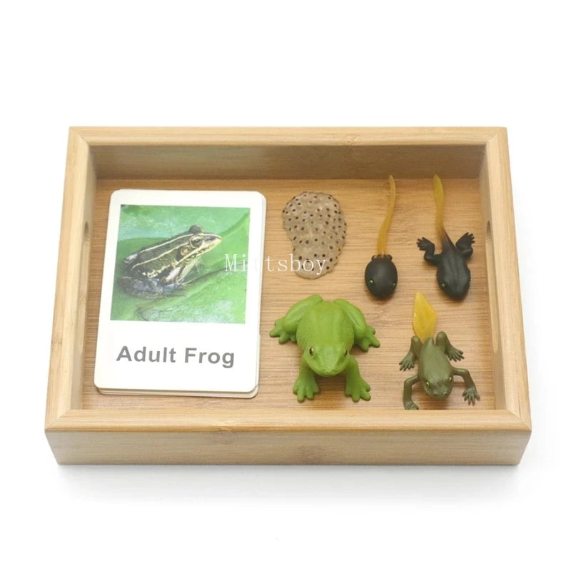 Baby Montessori Science Education Animals Insects Life Cycle Board Sets Lifestyles Stages Kids Tools Educational Open-Ended Toys