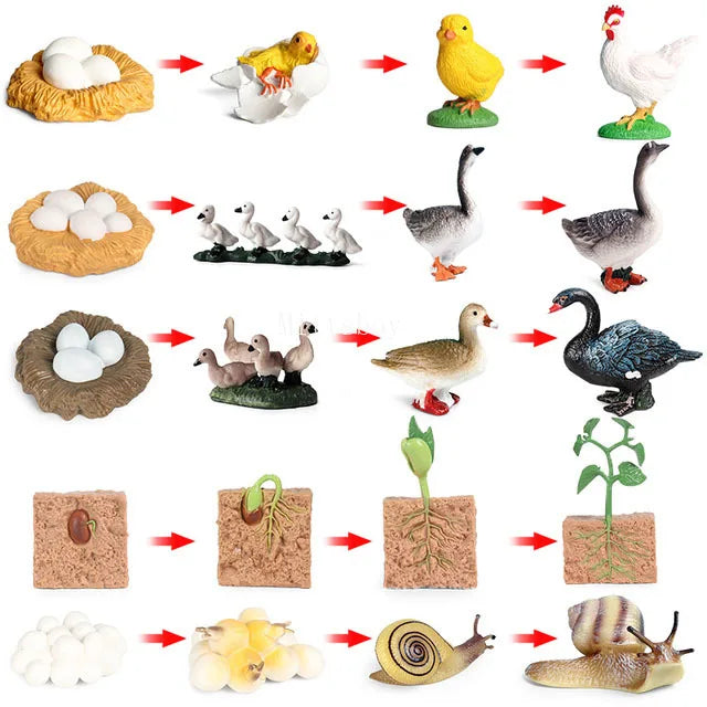Baby Montessori Science Education Animals Insects Life Cycle Board Sets Lifestyles Stages Kids Tools Educational Open-Ended Toys
