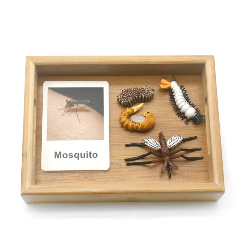 Baby Montessori Science Education Animals Insects Life Cycle Board Sets Lifestyles Stages Kids Tools Educational Open-Ended Toys