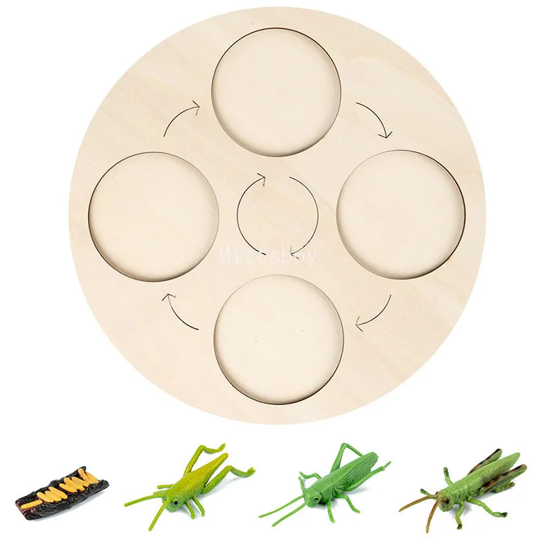 Baby Montessori Science Education Animals Insects Life Cycle Board Sets Lifestyles Stages Kids Tools Educational Open-Ended Toys