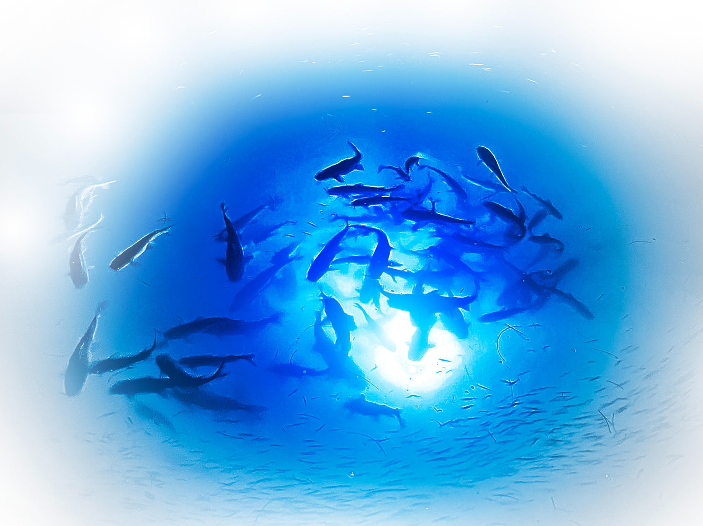 Mega-Watt Iris Underwater LED Lighting System