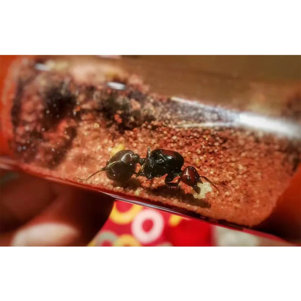 DIY Ecological Ant Farm Bamboo Test Tube Ant Nest Various Sizes Tubes Ant House for Pet Anthill Workshop Queen Ant Home