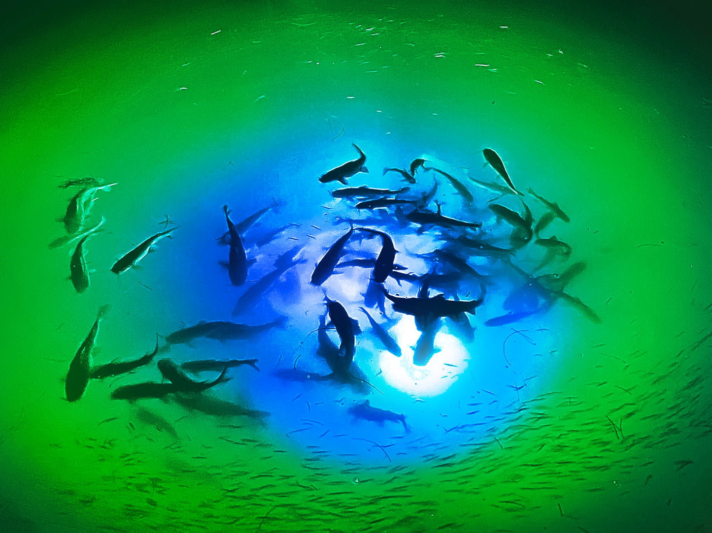 Mega-Watt Iris Underwater LED Lighting System