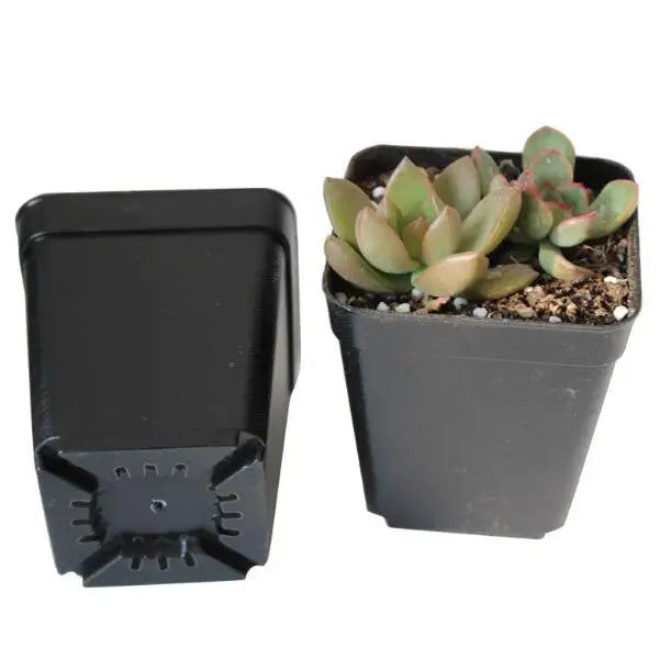 10pcs/Lot 7*7*8cm Black Color Flower Pots Planters Pot Trays Plastic Pots Creative Small Square Pots for Succulent Plants GYH