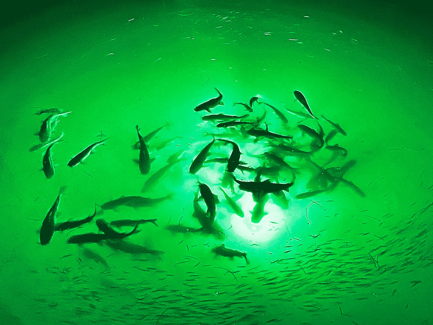 Mega-Watt Underwater LED Lighting System
