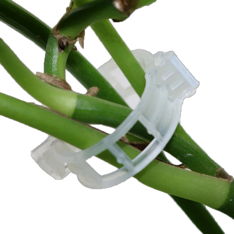 Greenhouse Plant Fixing Clips Garden Plants Flowers Tied Bundle Branch Clip Clamping Tools Garden Supplies Plant Clips 50 Pcs