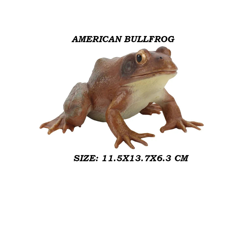 Figure Toy Frog Models Rainforest Animal Figurines TreeFrog Rana Deltoides Action Figures Bullfrog Animals Toys Games Kids Gifts