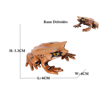 Figure Toy Frog Models Rainforest Animal Figurines TreeFrog Rana Deltoides Action Figures Bullfrog Animals Toys Games Kids Gifts