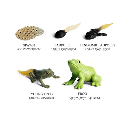 Figure Toy Frog Models Rainforest Animal Figurines TreeFrog Rana Deltoides Action Figures Bullfrog Animals Toys Games Kids Gifts