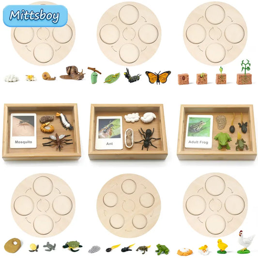 Baby Montessori Science Education Animals Insects Life Cycle Board Sets Lifestyles Stages Kids Tools Educational Open-Ended Toys