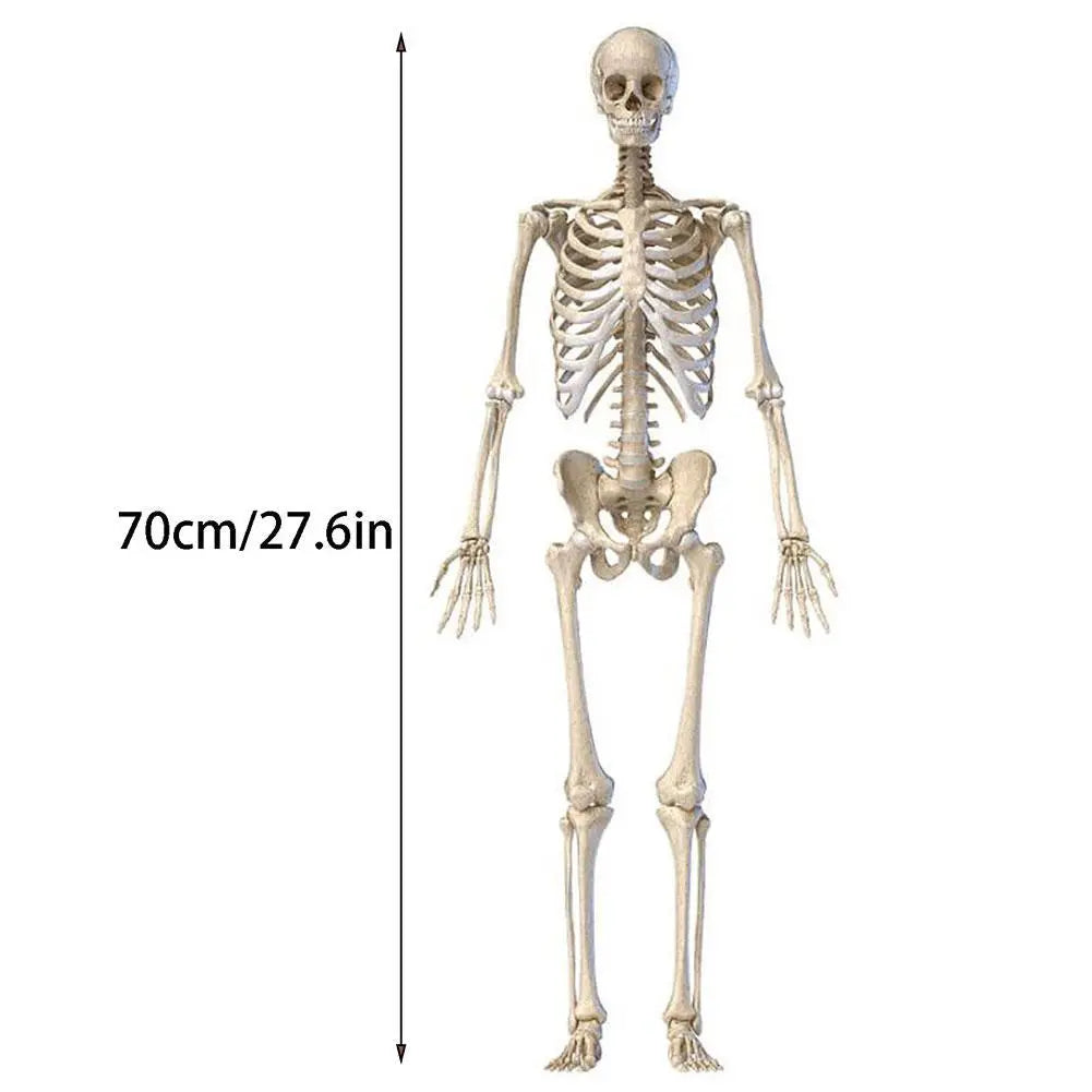 70CM Halloween Human Skeleton Haunted House Hanging Props Home Evil Party Decoration Horror Scary Movable Big Skull Decorations