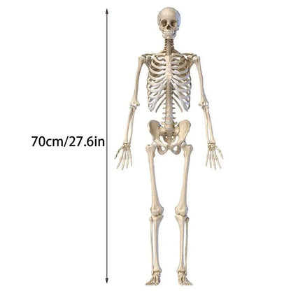 70CM Halloween Human Skeleton Haunted House Hanging Props Home Evil Party Decoration Horror Scary Movable Big Skull Decorations