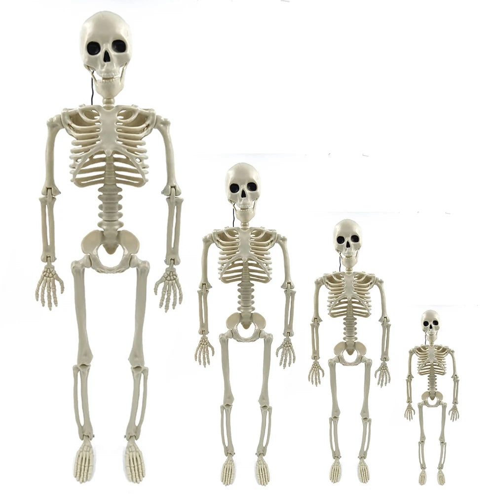 Halloween Realistic Body Bones Movable/Posable Joints Simulation Skull Ornament Festival Theme Full Size Home Party Decorations