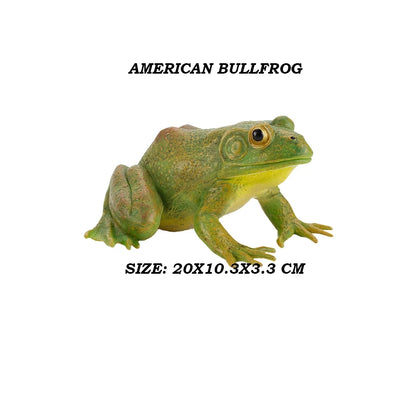 Figure Toy Frog Models Rainforest Animal Figurines TreeFrog Rana Deltoides Action Figures Bullfrog Animals Toys Games Kids Gifts