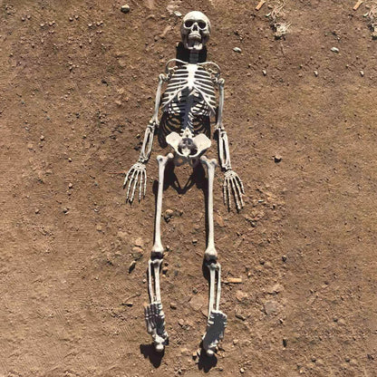 90cm Simulation Human Skeleton Ornament Halloween Party Bar Haunted House Props