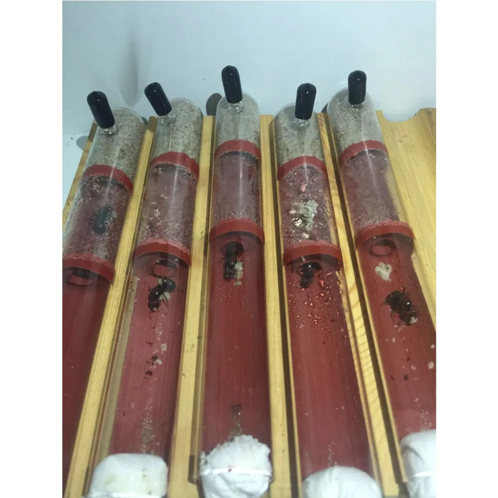 DIY Ecological Ant Farm Bamboo Test Tube Ant Nest Various Sizes Tubes Ant House for Pet Anthill Workshop Queen Ant Home