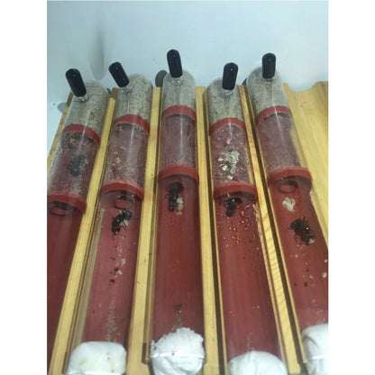 DIY Ecological Ant Farm Bamboo Test Tube Ant Nest Various Sizes Tubes Ant House for Pet Anthill Workshop Queen Ant Home