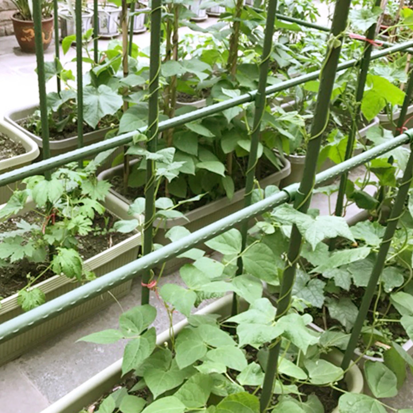 Plant Support Greenhouse Gardening Pillar Plastic Coated Steel Pipe Climbing Vine Bracket Agriculture Tools Flower Support 6 Pcs