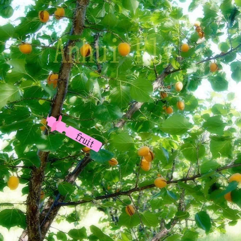 Gardening Tag Seedlings Flower Plant Vegetables Label Garden Direction Sign Fruit Trees Identification Cards 50 Pcs