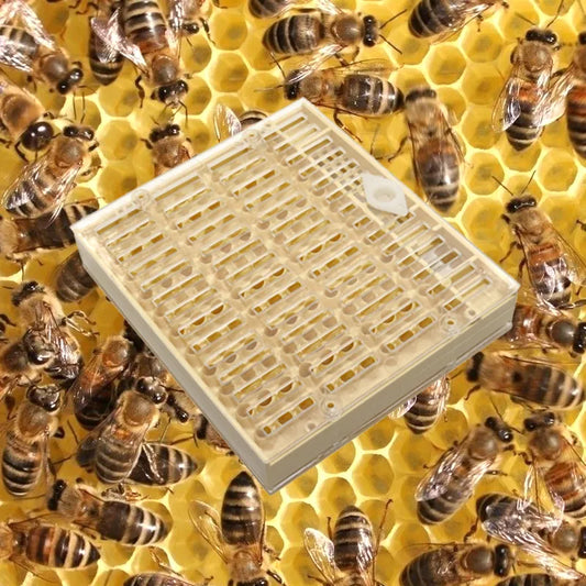 1 Pcs Beekeeping Equipment Tools Rearing Queen Bee System Plastic Box for Professional Beekeeper